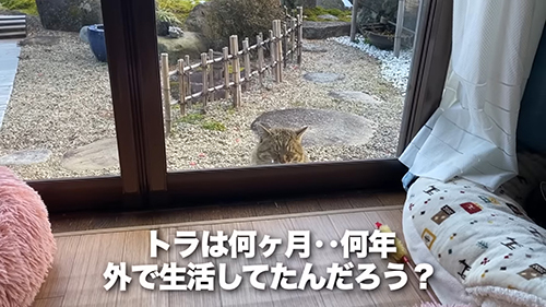 野良時代トラくん