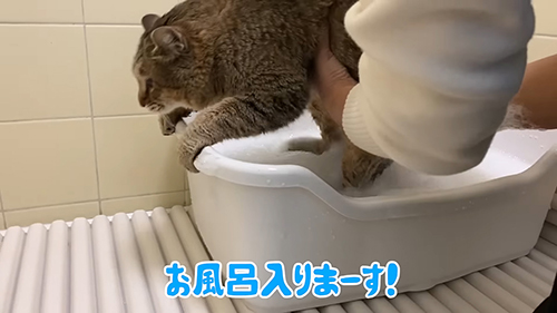 お風呂入ります