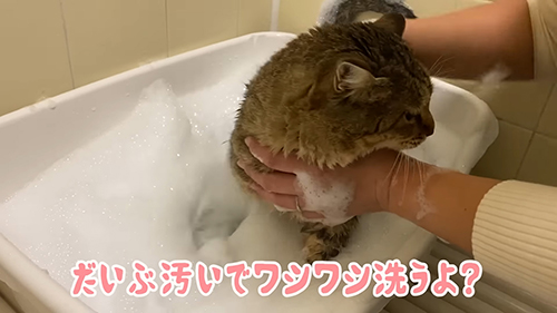 ワシワシ洗うよ