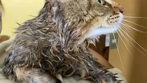 湯上がりトラくん