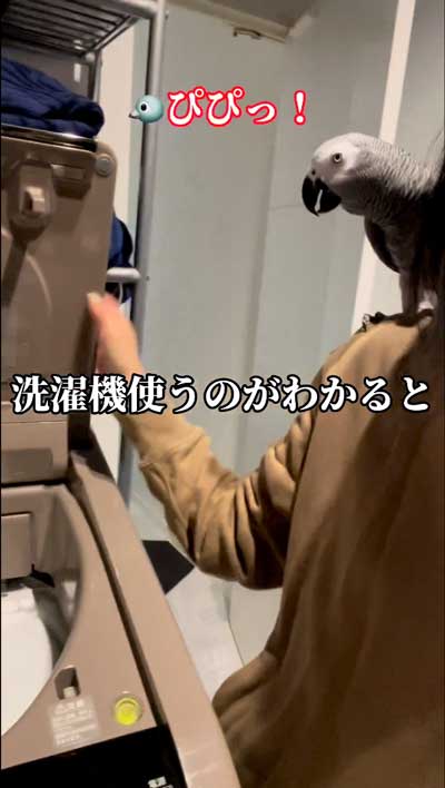 洗濯機のまねするヨウム