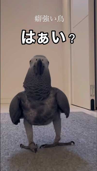 洗濯機のまねするヨウム