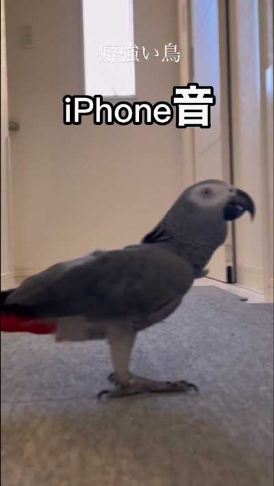 洗濯機のまねするヨウム