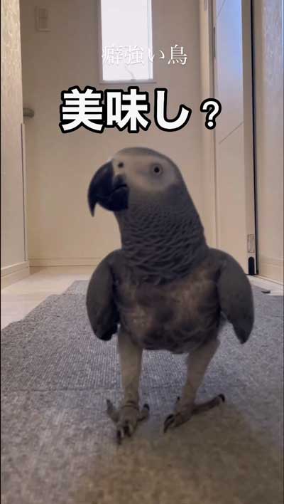 洗濯機のまねするヨウム