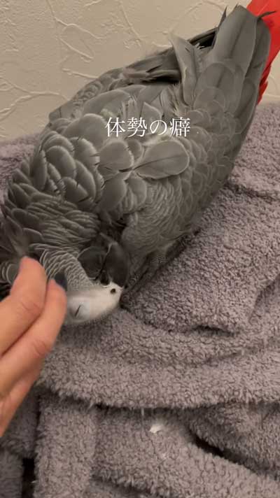 洗濯機のまねするヨウム