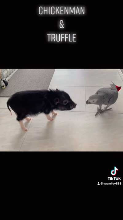 洗濯機のまねするヨウム