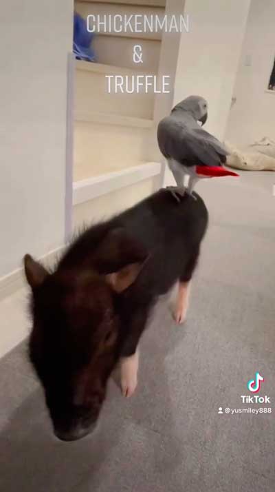 洗濯機のまねするヨウム