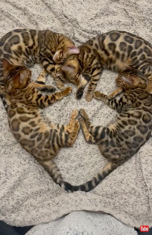 ハートの形で寝る子猫