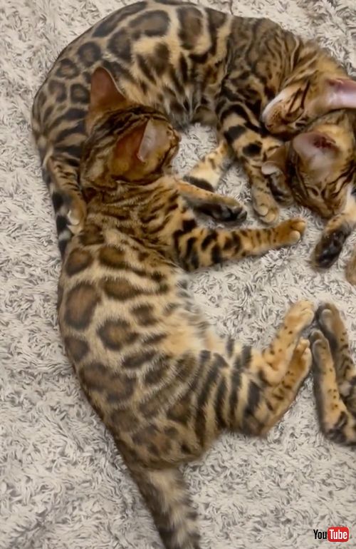 ハートの形で寝る子猫