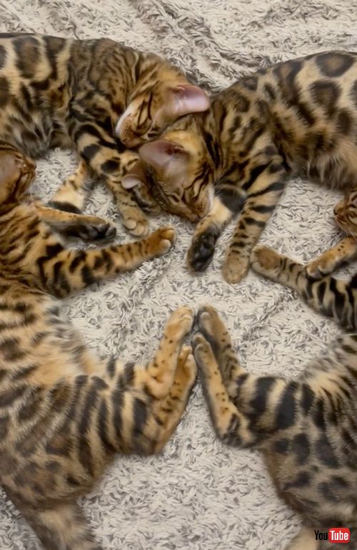 ハートの形で寝る子猫