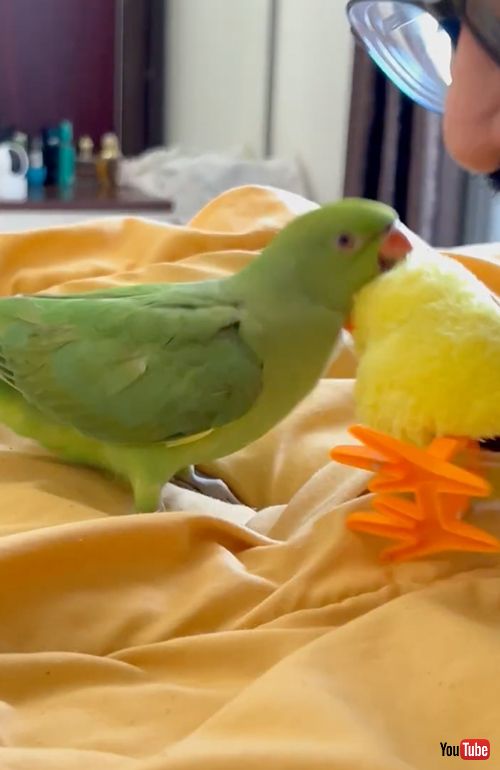 ぬいぐるみにやきもちをやくインコ