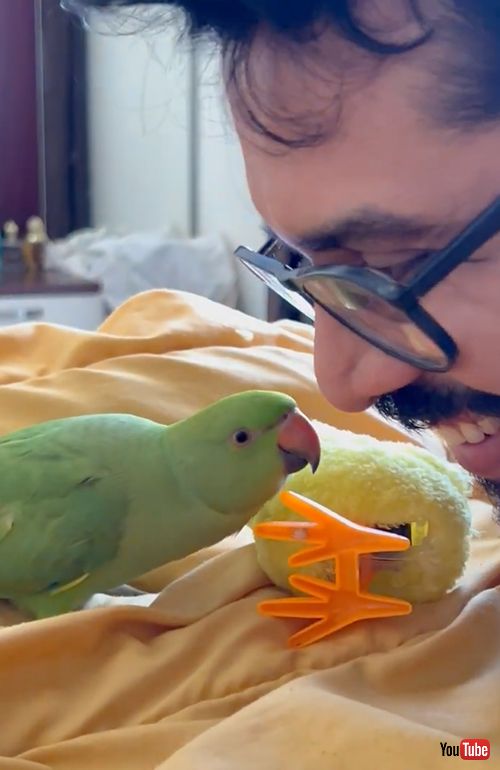 ぬいぐるみにやきもちをやくインコ