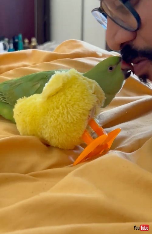 ぬいぐるみにやきもちをやくインコ