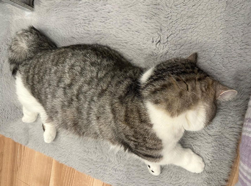 進化したごめん寝