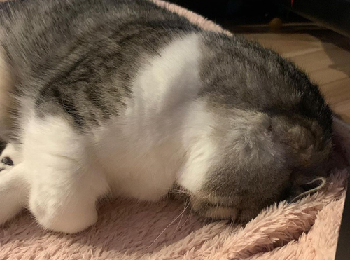 今のごめん寝の猫