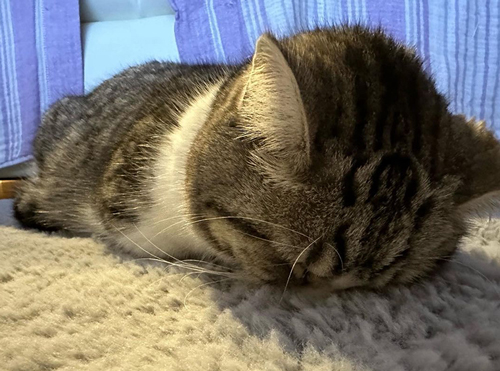 進化したごめん寝の猫