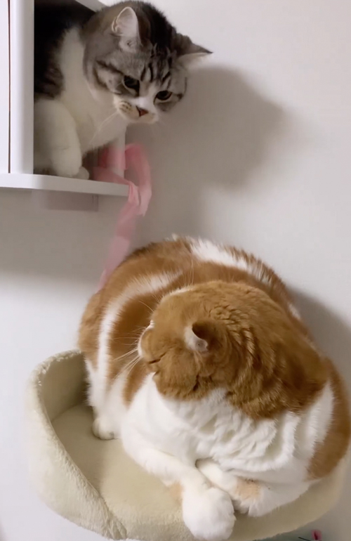 やめてほしい猫