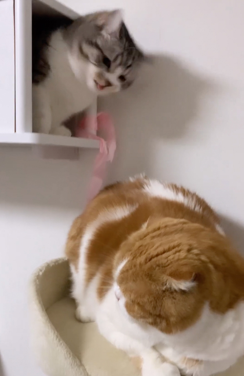 口に毛がはいった猫