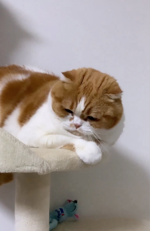 キンちゃんと遊びたいタロウくん