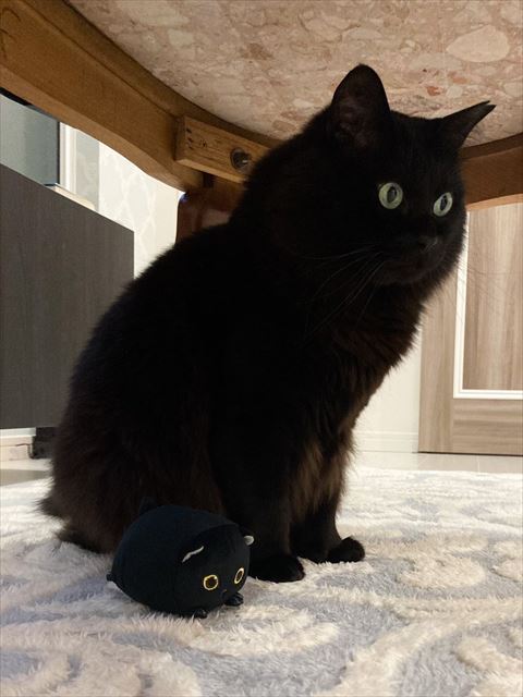 黒猫と黒猫の人形