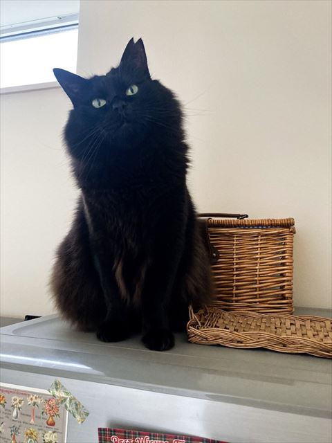 冷蔵庫の上に座る猫