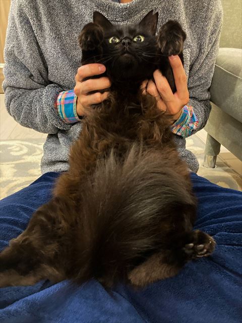 ヒザで抱っこされてる猫