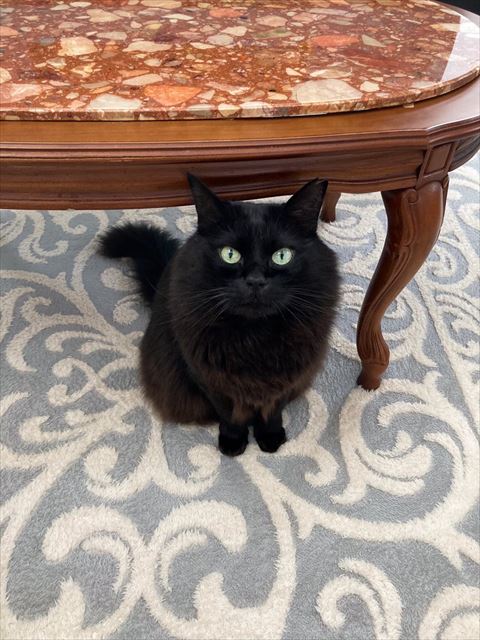 テーブルの下黒猫