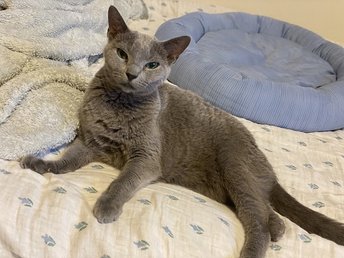 ロシアンブルー