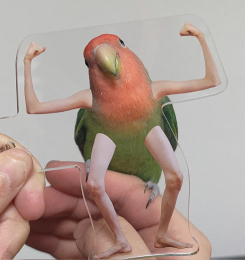 マッチョポーズのインコちゃん（正面）