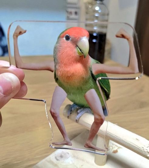 マッチョポーズのインコちゃん（ちょっと左向き）