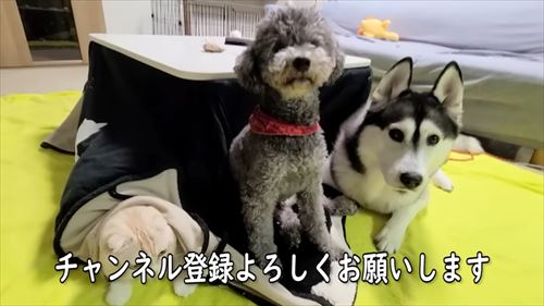 犬たちを探す猫