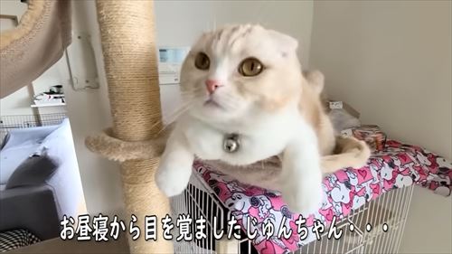 犬たちを探す猫