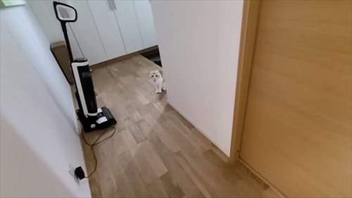 犬たちを探す猫