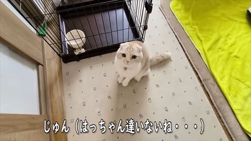 犬たちを探す猫