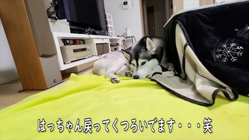 犬たちを探す猫