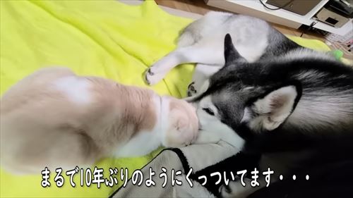 犬たちを探す猫