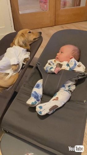 まったりする赤ちゃんとワンコ