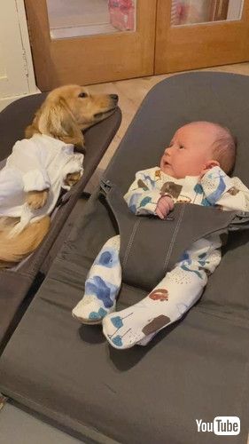 ワンコを見る赤ちゃん