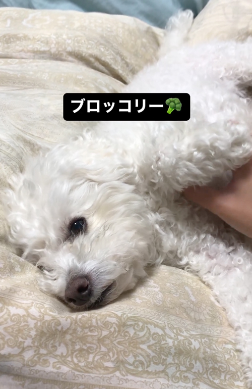 おやつと聞いて飛び起きるワンコ