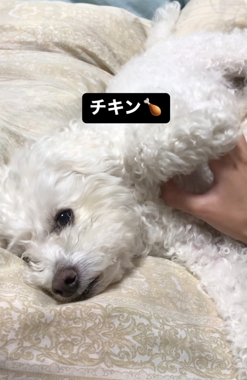 おやつと聞いて飛び起きるワンコ