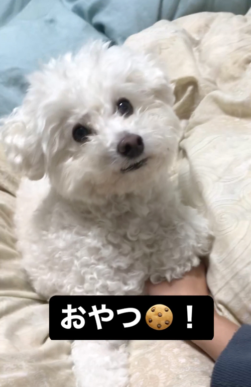 おやつと聞いて飛び起きるワンコ