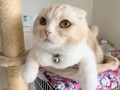 昼寝から目覚めた猫、大好きなワンコたちがいなくて……　家中を探し回る姿がけなげでかわいい　仲良し3匹について飼い主に話を聞いた