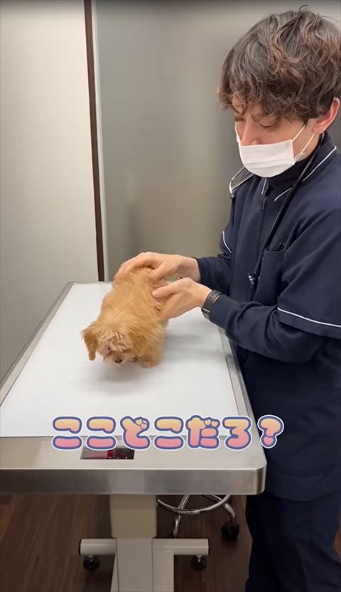 ここどこだろテロップ