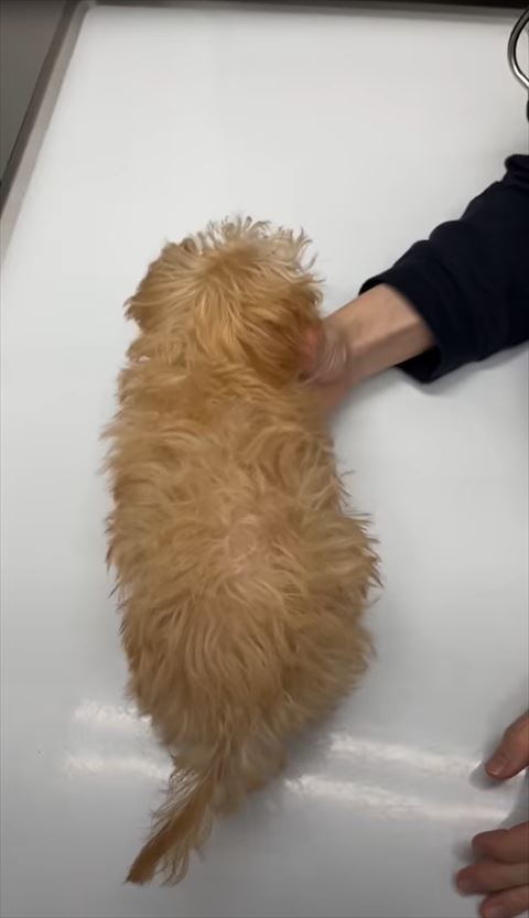 子犬上から