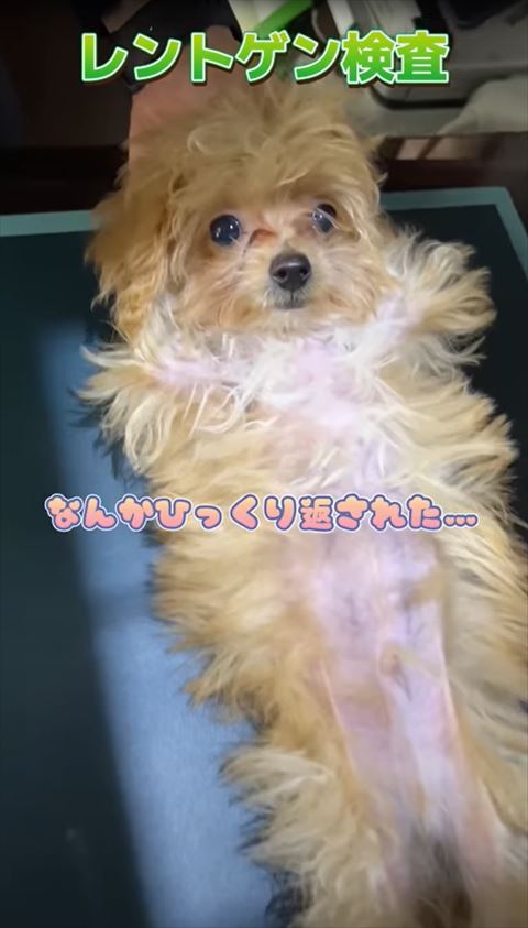 なんかひっくり返されたテロップ