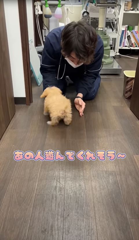 獣医師に近寄る子犬