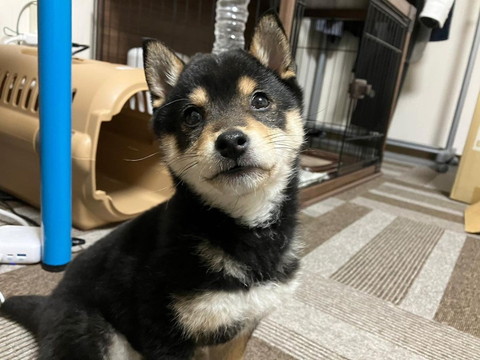 上目遣いワンコ