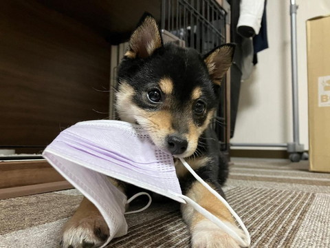 マスク噛むワンコ