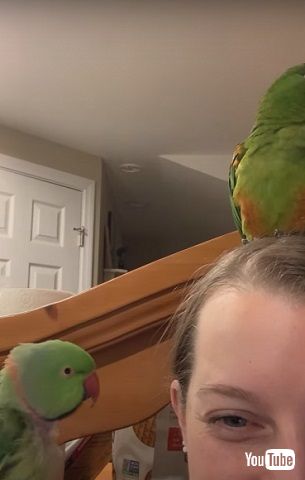 歌うインコ