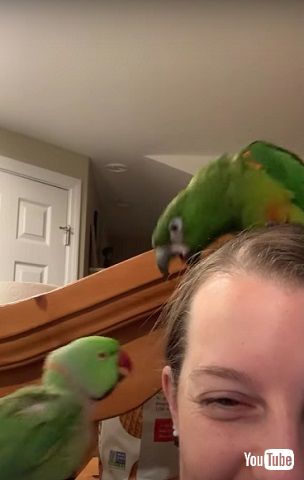 嫉妬したインコ